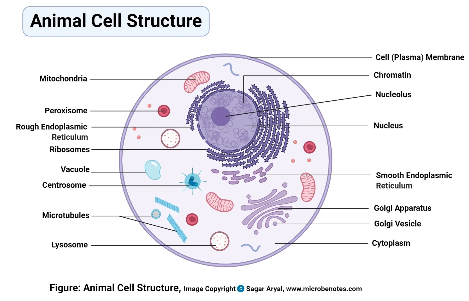 Ultrastructure of animal cell